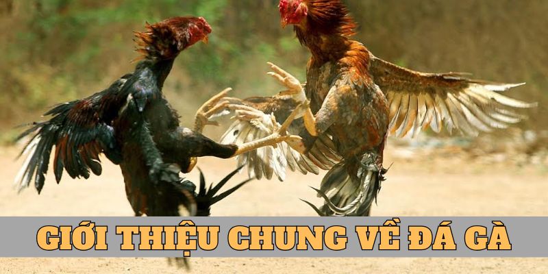 Giới thiệu chung về sảnh cược đá gà 