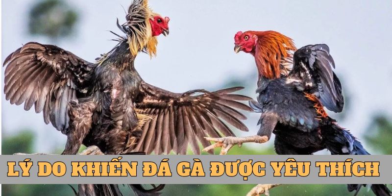 Lý do khiến cho đá gà HUBET được yêu thích